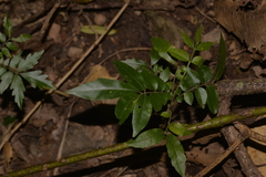 Dysoxylum mollissimum