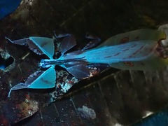 Pulchriphyllium abdulfatahi