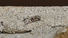 Lacinipolia cuneata