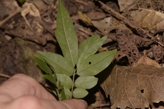 Dysoxylum mollissimum