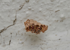 Ropalidia cyathiformis