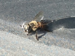 Apis mellifera