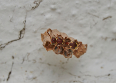 Ropalidia cyathiformis