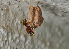 Ropalidia cyathiformis