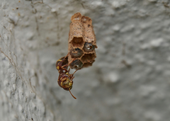 Ropalidia cyathiformis