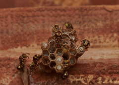 Ropalidia cyathiformis