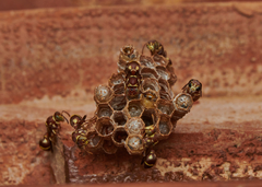 Ropalidia cyathiformis