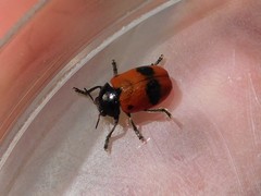 Clytra nigrocincta