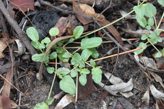 Boerhavia dominii