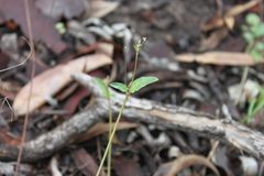 Boerhavia dominii