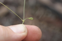 Boerhavia dominii
