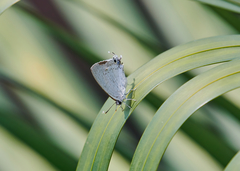 Tajuria cippus cippus