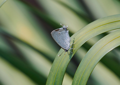Tajuria cippus cippus