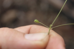 Boerhavia dominii