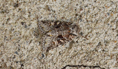 Lacinipolia cuneata