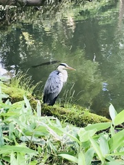 Ardea cinerea