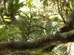 Trichoglottis luchuensis