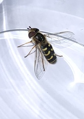 Lapposyrphus lapponicus