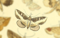 Azeta mimica