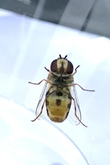 Lapposyrphus lapponicus