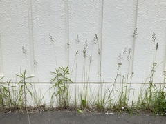 Poa pratensis pratensis