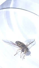 Lapposyrphus lapponicus