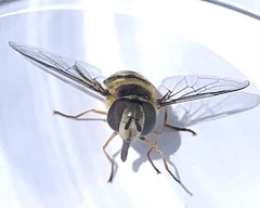 Lapposyrphus lapponicus