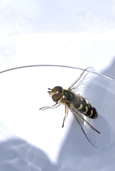 Lapposyrphus lapponicus