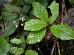 Ardisia pusilla