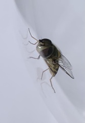 Lapposyrphus lapponicus