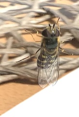 Lapposyrphus lapponicus