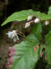 Ardisia pusilla