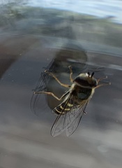 Lapposyrphus lapponicus