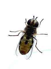 Lapposyrphus lapponicus