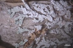 Parmeliopsis hyperopta