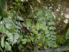 Asplenium tenerum