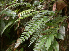 Asplenium tenerum