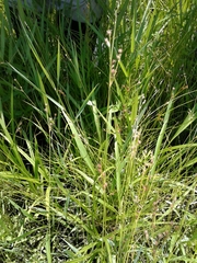 Juncus dudleyi