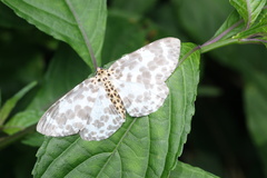 Percnia