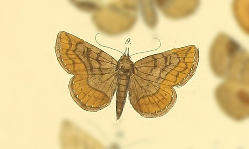 Antiblemma sterope