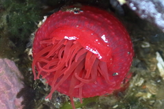 Aulactinia