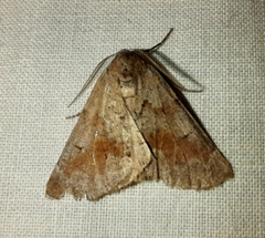 Adalbertia castiliaria