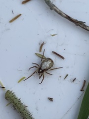 Hypsosinga albovittata