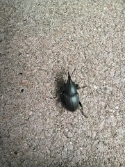 Sphenophorus striatopunctatus