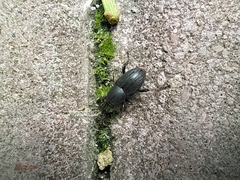 Sphenophorus striatopunctatus
