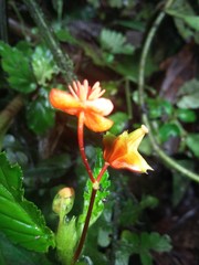 Begonia urticae