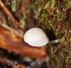 Entoloma albidosimulans