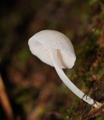 Entoloma albidosimulans