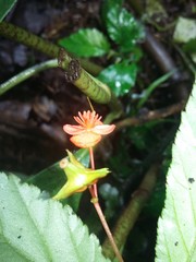 Begonia urticae
