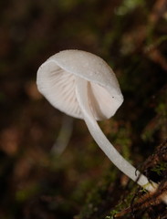 Entoloma albidosimulans